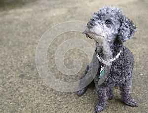 Poodle looks up sitting on concrete