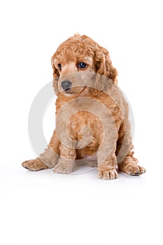 Poodle Medium puppy