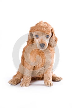 Poodle Medium puppy