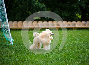 Poodle Miniature