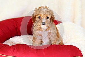 Poodle mix puppy sits on a doggy bed photo