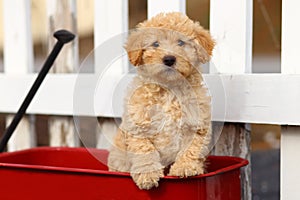 Poodle Mix Puppy Sits in Red Wagon in Front of White Fence