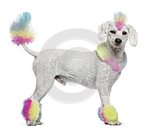 Poodle with multi-colored hair and mohawk photo