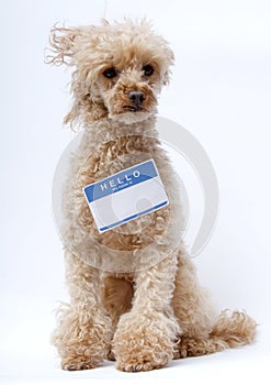 Poodle with Name Tag