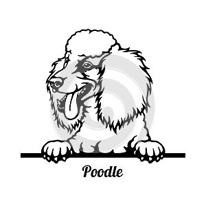 Poodle Peeking Dog - head isolated on white