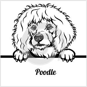 Poodle - Peeking Dogs - breed face head isolated on white