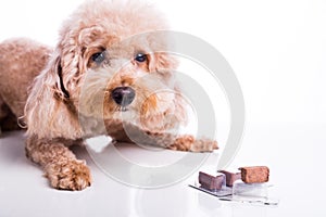 Poodle pet dog with beef chewables for heartworm protection treatment