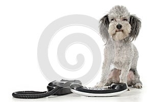 Poodle with Phone