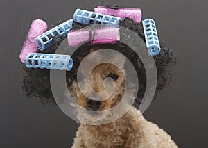 Poodle with Pink and Blue Curlers