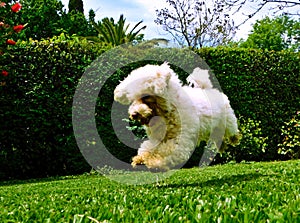 Poodle playing in the park photo