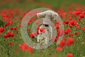 Poodle in a poppy field.