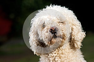 POODLE PORTRAIT