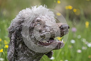 Poodle portrait