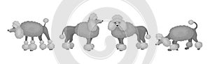 Poodle or Pudel Dog Breed with Grey Curly Coat in Different Pose Vector Set