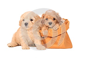 Poodle puppies in bag