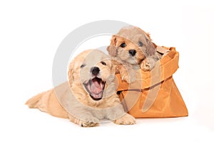 Poodle puppies in bag