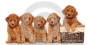 Poodle puppies with basket