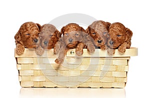 Poodle puppies in basket a white background