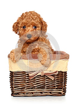 Poodle puppy in basket