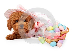 Poodle Puppy with Basket of Easter Eggs