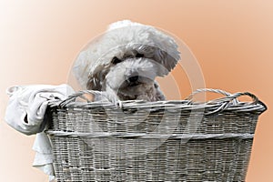 Poodle puppy climbed into an old wicker basket