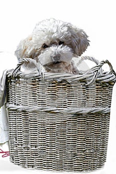 Poodle puppy climbed into an old wicker basket
