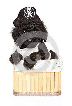 Poodle puppy donning a pirate hat, comfortably nestled in a basket against a white background