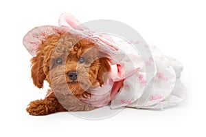 Poodle Puppy in an Easter Dress and Bonnet