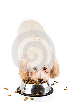 Poodle puppy eating kibbles from a bowl in white background