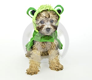 Poodle puppy In a frog outfit.