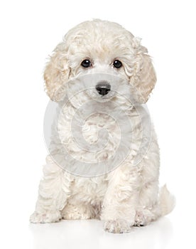 Poodle puppy in front of white background