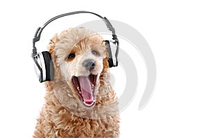 Pudel šteňa načúvanie hudba na slúchadlá 