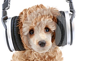 Poodle puppy listening to music