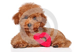 Poodle puppy lying with a red heart figure photo