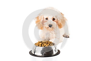 A poodle puppy next to her bowl of kibbles