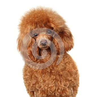 Poodle puppy portrait on a white background