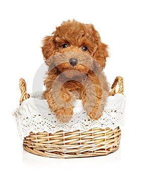 Poodle puppy sits in a wicker basket