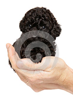 Poodle puppy sitting in hands