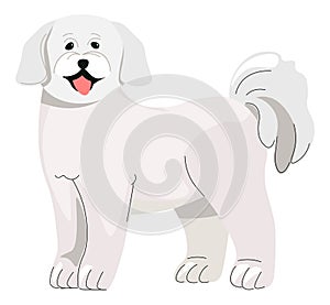 Poodle puppy, small dog canine animal pets vector