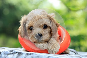 Poodle puppy and toy