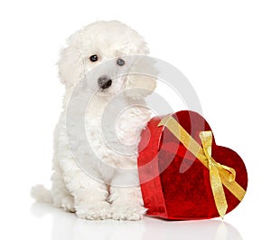 Poodle puppy with Valentine red heart