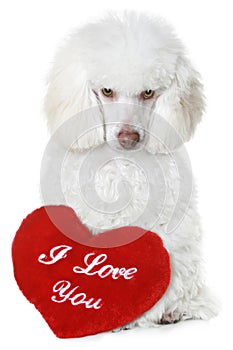 Poodle with red valentine heart