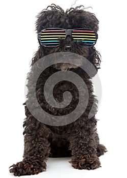 Poodle In Retro Rainbow Sunglasses