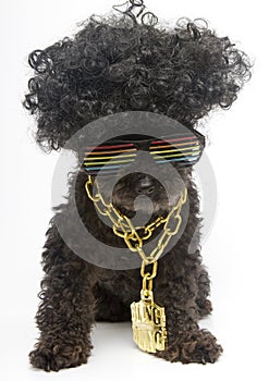Poodle In Retro Rainbow Sunglasses & Bling Chain