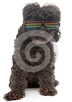 Poodle In Retro Rainbow Sunglasses On White Background