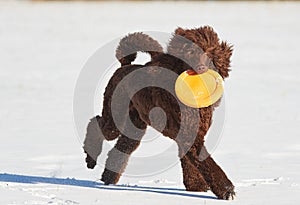 Poodle running with a frisbee in winter