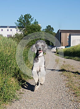 Poodle running