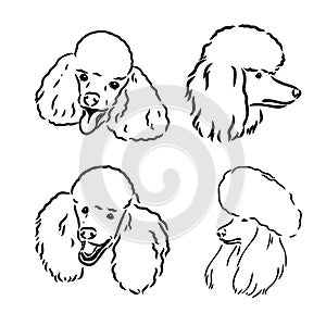 Poodle set. Collection of pedigree dogs. Black white illustration of a classic poodle dog. Vector drawing of a pet