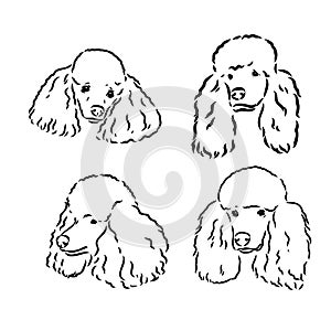 Poodle set. Collection of pedigree dogs. Black white illustration of a classic poodle dog. Vector drawing of a pet