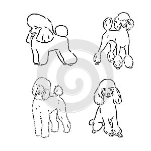 Poodle set. Collection of pedigree dogs. Black white illustration of a classic poodle dog. Vector drawing of a pet